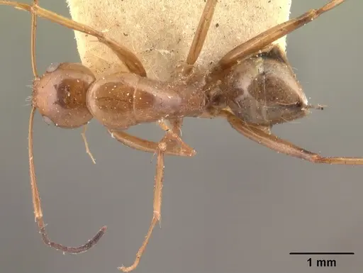 Camponotus christi specimen CASENT0101435 image casent0101435_1