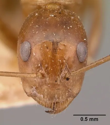 Camponotus christi specimen CASENT0101435 image casent0101435_2