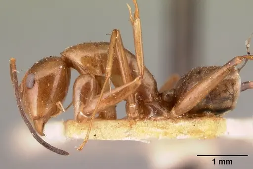 Camponotus christi specimen CASENT0101435 image casent0101435_3