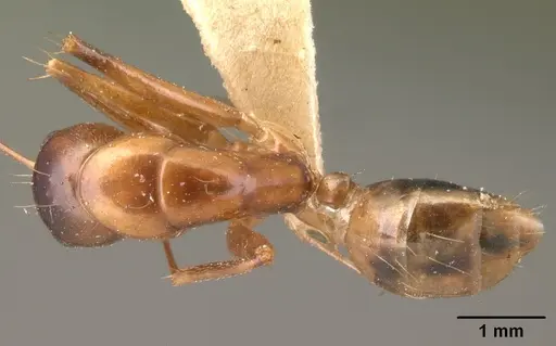 Camponotus christi specimen CASENT0101436 image casent0101436_1