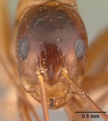 Camponotus christi specimen CASENT0101436 image casent0101436_2