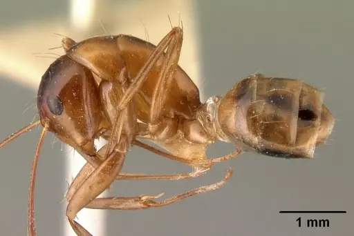 Camponotus christi specimen CASENT0101436 image casent0101436_3