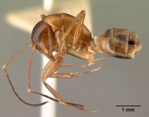 Camponotus christi specimen CASENT0101436 image casent0101436_4
