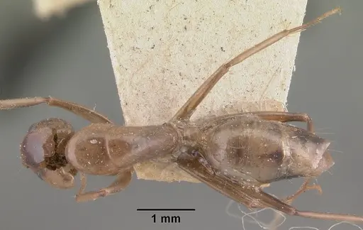 Camponotus christi specimen CASENT0101521 image casent0101521_1