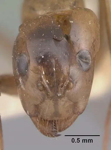 Camponotus christi specimen CASENT0101521 image casent0101521_2