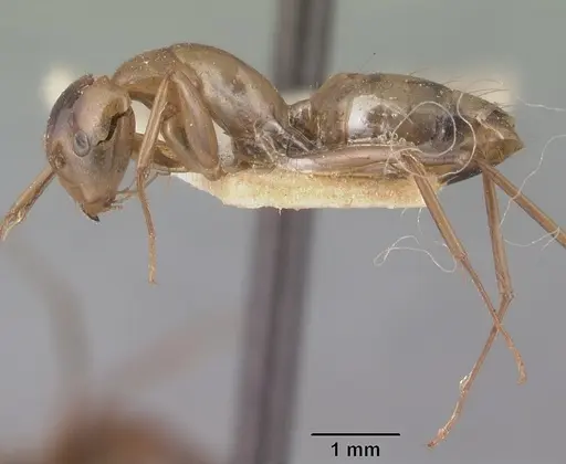 Camponotus christi specimen CASENT0101521 image casent0101521_3