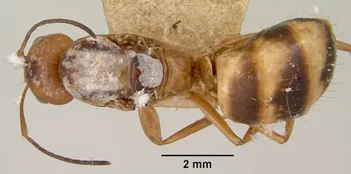 Camponotus christi specimen CASENT0101522 image casent0101522_1