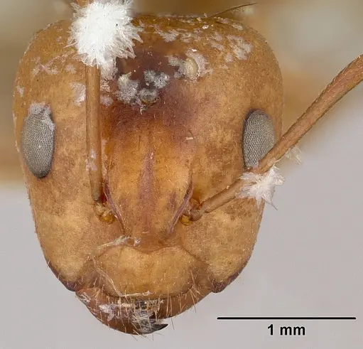 Camponotus christi specimen CASENT0101522 image casent0101522_2