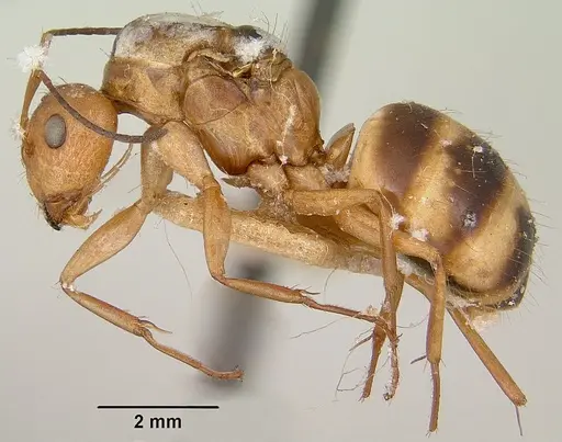Camponotus christi specimen CASENT0101522 image casent0101522_3