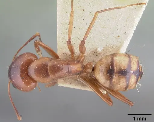Camponotus christi specimen CASENT0101542 image casent0101542_1