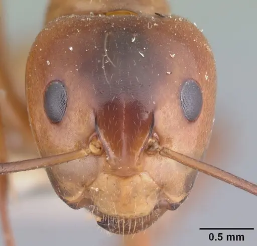 Camponotus christi specimen CASENT0101542 image casent0101542_2