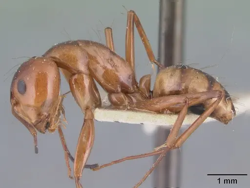 Camponotus christi specimen CASENT0101542 image casent0101542_3