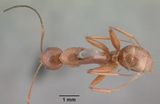 Camponotus christi specimen CASENT0101544 image casent0101544_1