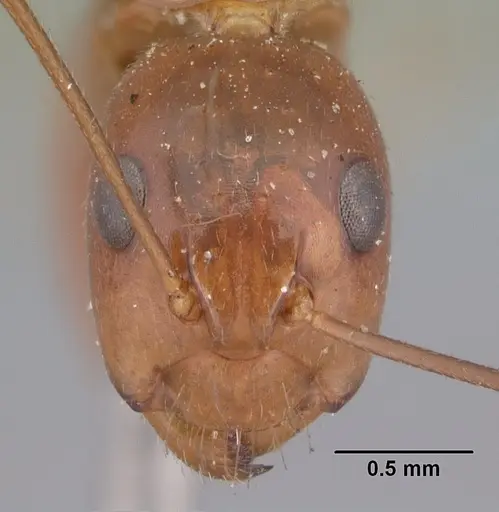 Camponotus christi specimen CASENT0101544 image casent0101544_2