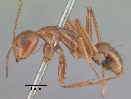 Camponotus christi specimen CASENT0101544 image casent0101544_3