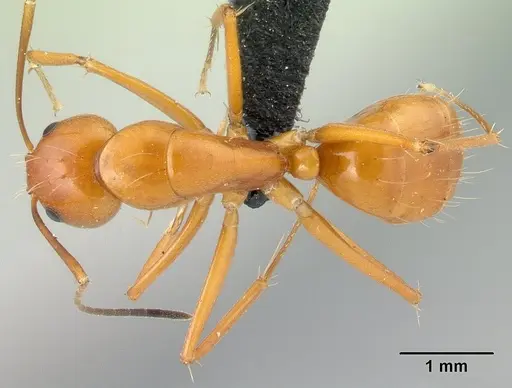 Camponotus christi specimen CASENT0129791 image casent0129791_1