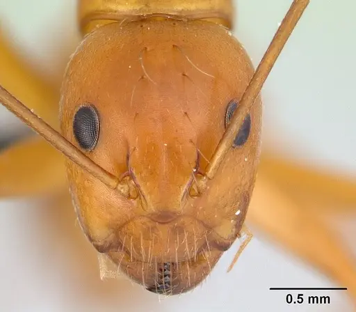 Camponotus christi specimen CASENT0129791 image casent0129791_2
