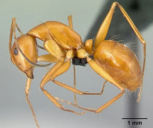 Camponotus christi specimen CASENT0129791 image casent0129791_3