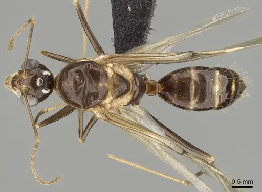 Camponotus christi specimen CASENT0162763 image casent0162763_1