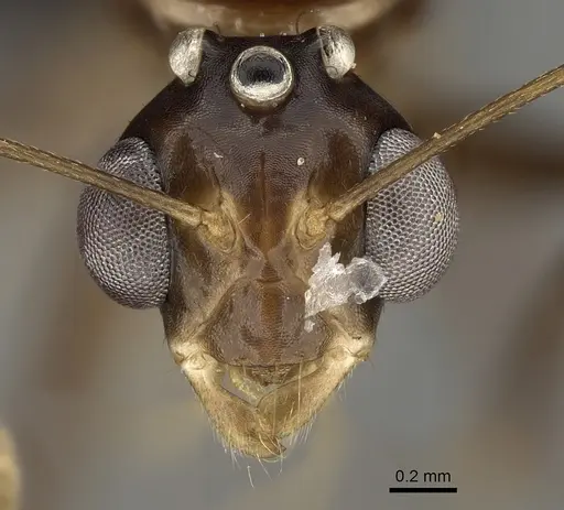 Camponotus christi specimen CASENT0162763 image casent0162763_2