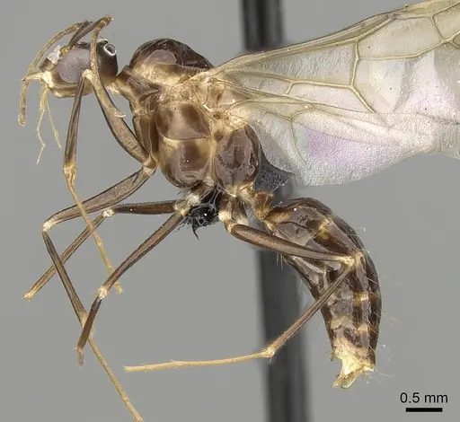 Camponotus christi specimen CASENT0162763 image casent0162763_3