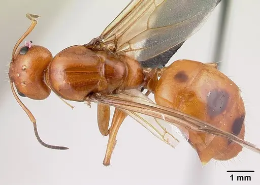 Camponotus christi specimen CASENT0496168 image casent0496168_1