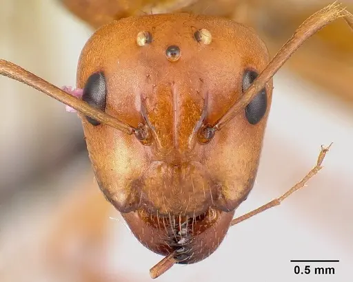 Camponotus christi specimen CASENT0496168 image casent0496168_2