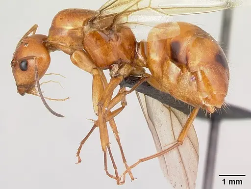 Camponotus christi specimen CASENT0496168 image casent0496168_3