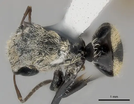 Camponotus christophei specimen CASENT0217625 image casent0217625_1