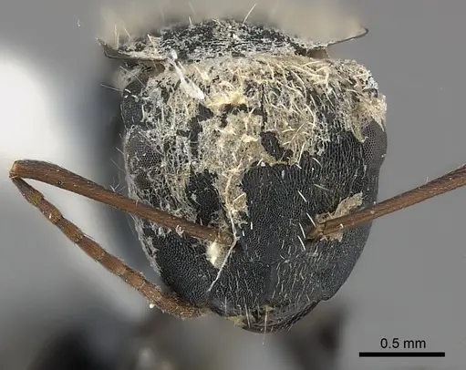 Camponotus christophei specimen CASENT0217625 image casent0217625_2
