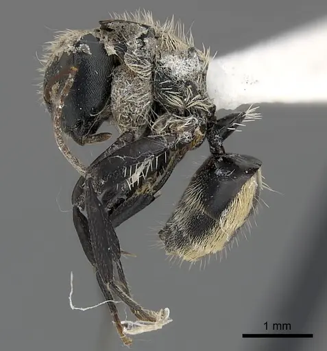 Camponotus christophei specimen CASENT0217625 image casent0217625_3