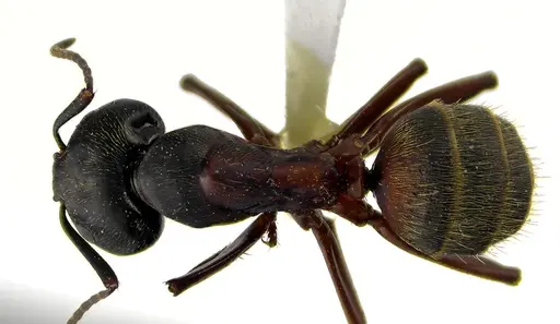 Camponotus chromaiodes specimen ANTWEB1041612 image antweb1041612_1