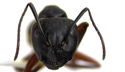 Camponotus chromaiodes specimen ANTWEB1041612 image antweb1041612_2