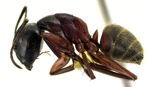 Camponotus chromaiodes specimen ANTWEB1041612 image antweb1041612_3