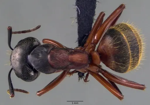 Camponotus chromaiodes specimen ANTWEB1060087 image antweb1060087_1