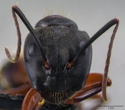 Camponotus chromaiodes specimen ANTWEB1060087 image antweb1060087_2