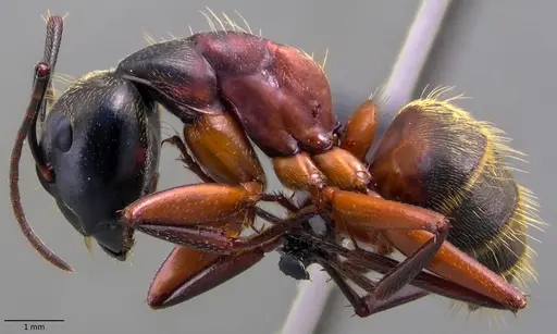 Camponotus chromaiodes specimen ANTWEB1060087 image antweb1060087_3