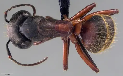 Camponotus chromaiodes specimen ANTWEB1060095 image antweb1060095_1