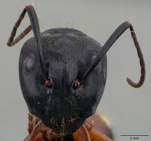 Camponotus chromaiodes specimen ANTWEB1060095 image antweb1060095_2