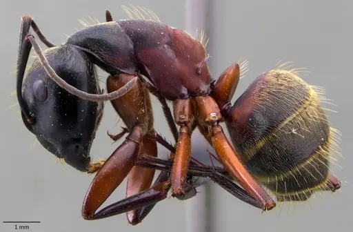 Camponotus chromaiodes specimen ANTWEB1060095 image antweb1060095_3
