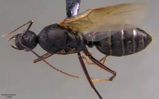 Camponotus chromaiodes specimen ANTWEB1060119 image antweb1060119_1