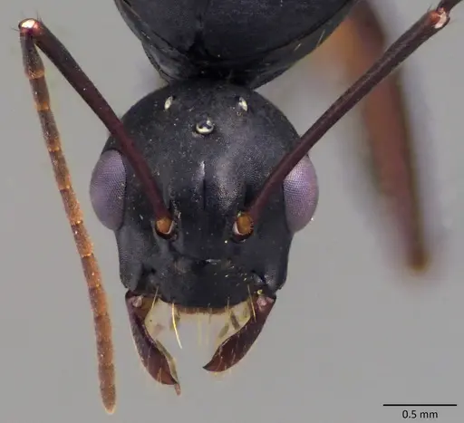 Camponotus chromaiodes specimen ANTWEB1060119 image antweb1060119_3
