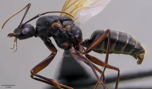 Camponotus chromaiodes specimen ANTWEB1060119 image antweb1060119_4