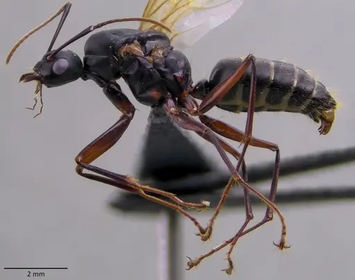 Camponotus chromaiodes specimen ANTWEB1060119 image antweb1060119_5