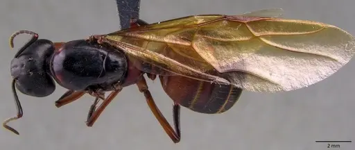 Camponotus chromaiodes specimen ANTWEB1060120 image antweb1060120_1