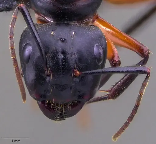 Camponotus chromaiodes specimen ANTWEB1060120 image antweb1060120_3