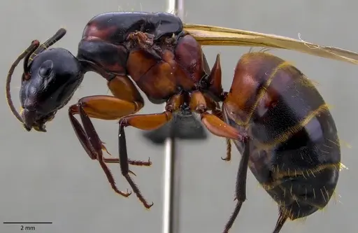 Camponotus chromaiodes specimen ANTWEB1060120 image antweb1060120_4