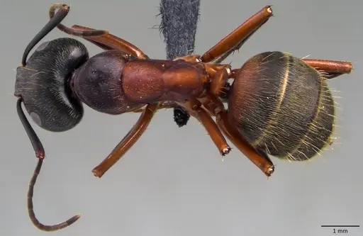 Camponotus chromaiodes specimen ANTWEB1060127 image antweb1060127_1