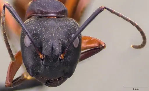 Camponotus chromaiodes specimen ANTWEB1060127 image antweb1060127_2