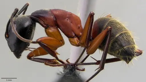 Camponotus chromaiodes specimen ANTWEB1060127 image antweb1060127_3